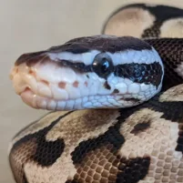 Artemis