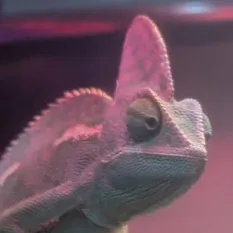 Xerxes